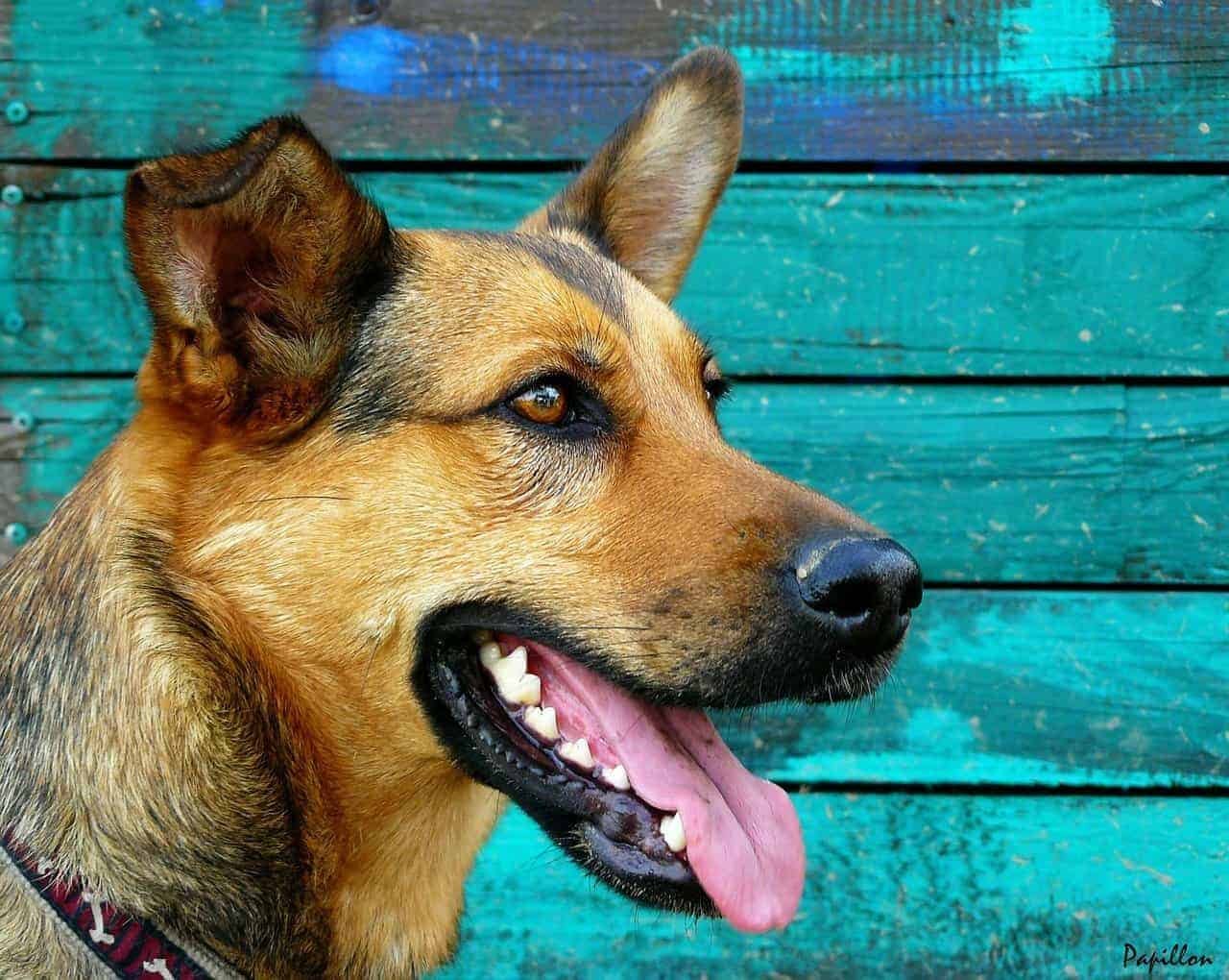 what-you-must-know-about-oral-hygiene-treats-for-dogs