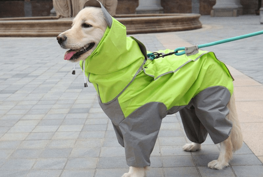 Understanding the Importance of Dog Raincoats