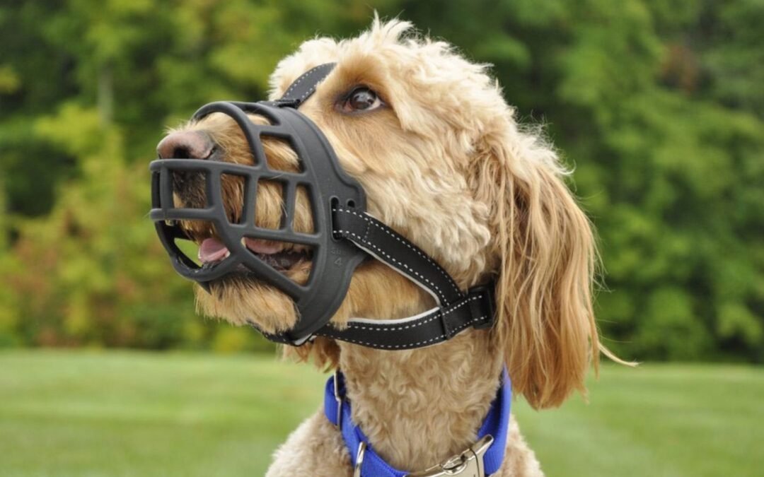 Do You Really Need A Dog Muzzle?