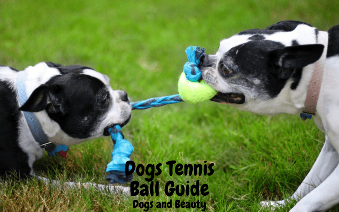 The Benefits Of Dog Tennis Balls