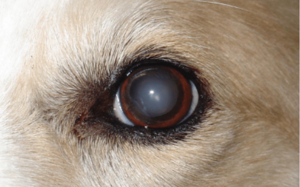 dog eyes