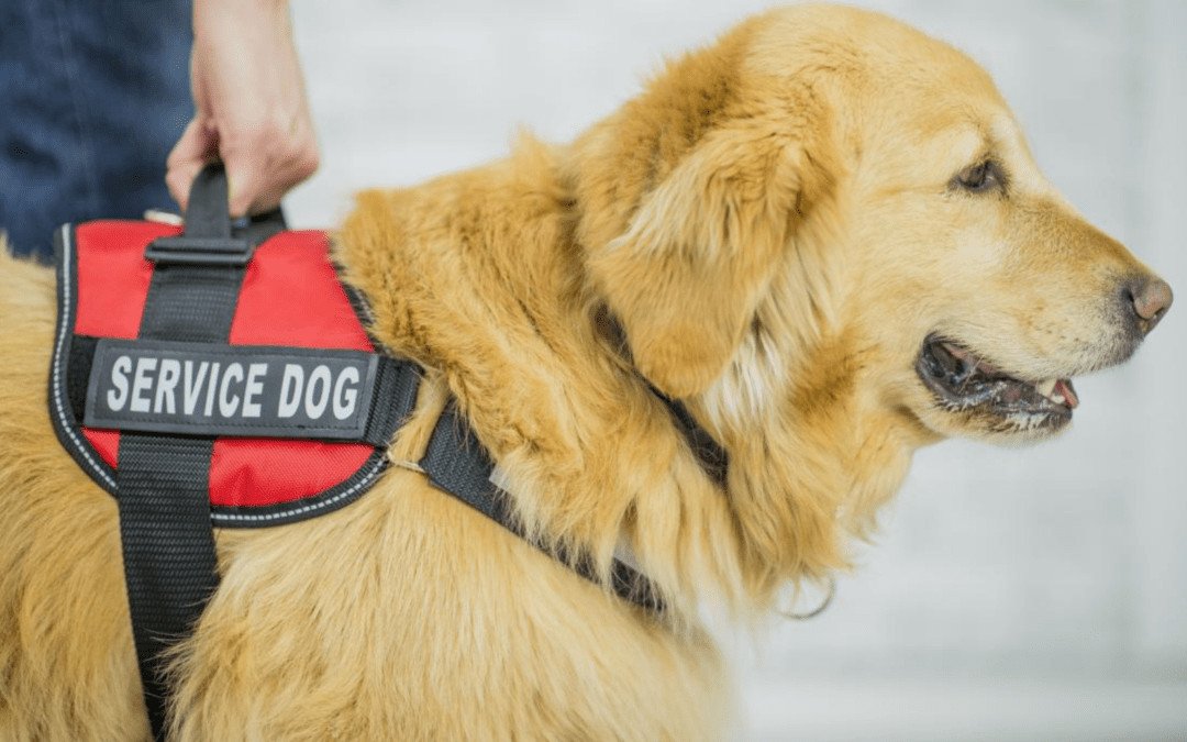 Service Dogs Make Life Easier For Disabled People