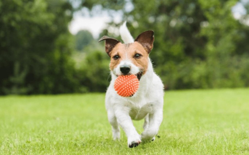physical activities for dogs