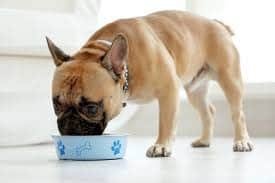 regulating appetite in dog
