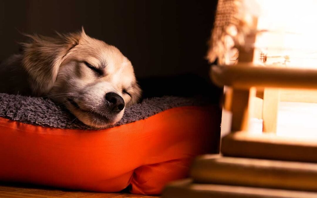 Proper Sleep for Dogs