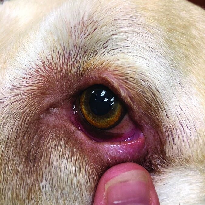 Eye infections in dogs
