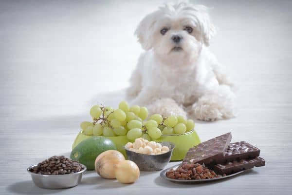 human food bad for dogs