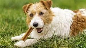 dental chew | to clean your dog's teeth