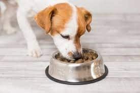 Dry Food to Clean your dog's teeth