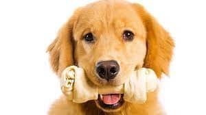 dog hold bone | to clean your dog's teeth