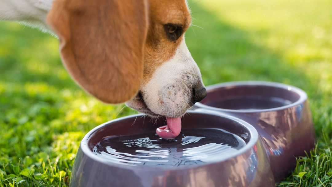 Why is my dog not eating but drinking water?