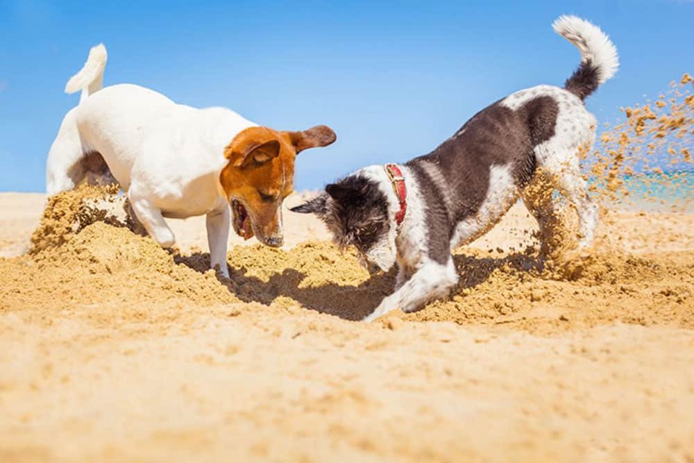 Top 5 Reasons Why your Dog is Digging and How to stop it