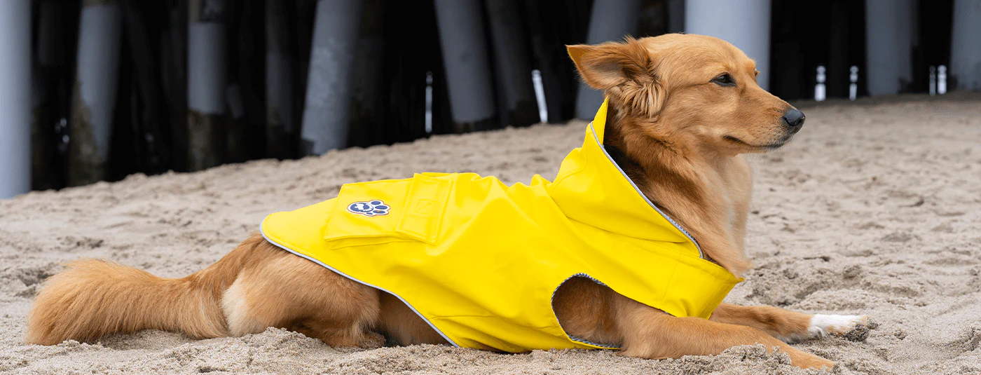 Raincoat for dog | beauty of dog