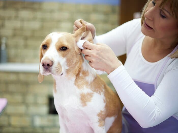 Clean my Dog's Ears | Woman Cleaning Dog Ears