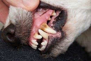 Dental problems in dog