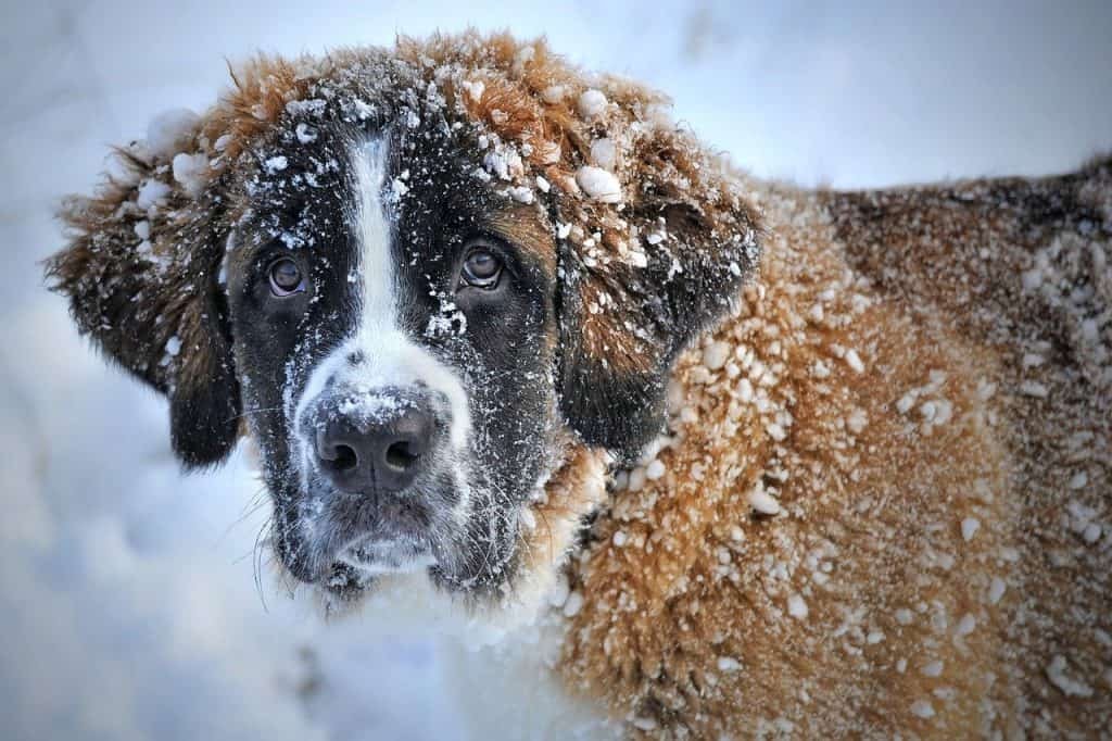 How Cold Temperatures Affect the appetite of a dog