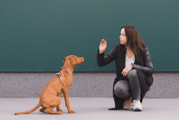 communication dog body language