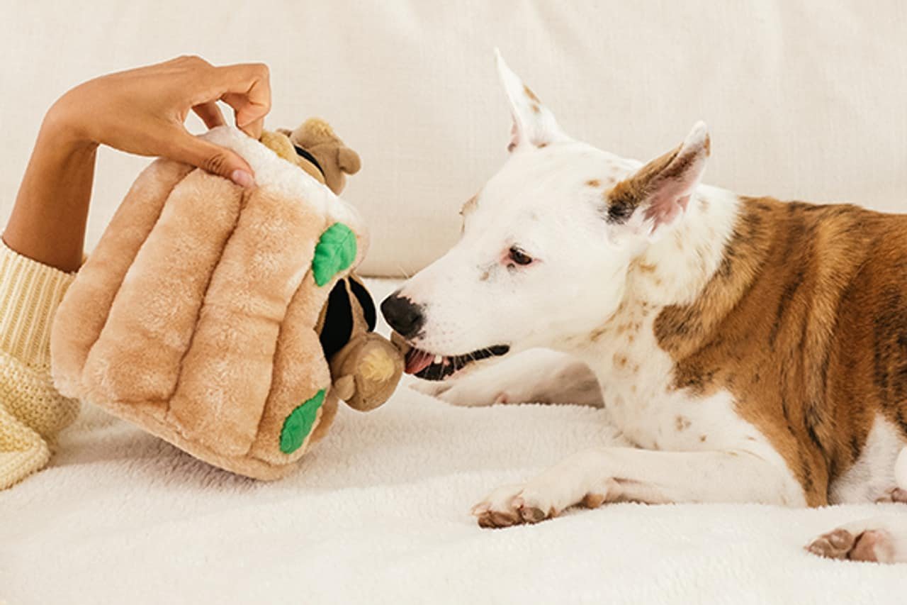 hound toy for doy | chew habbits