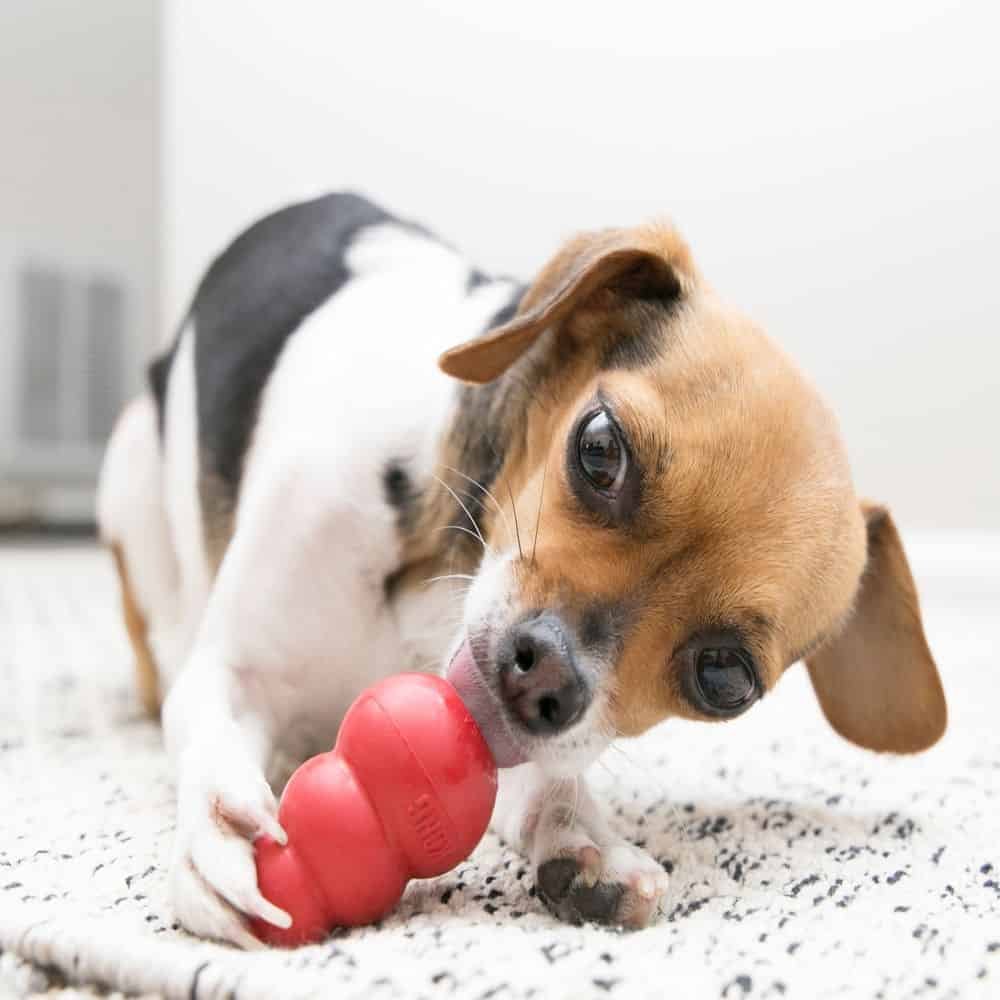 Kong Chew toy for dog 