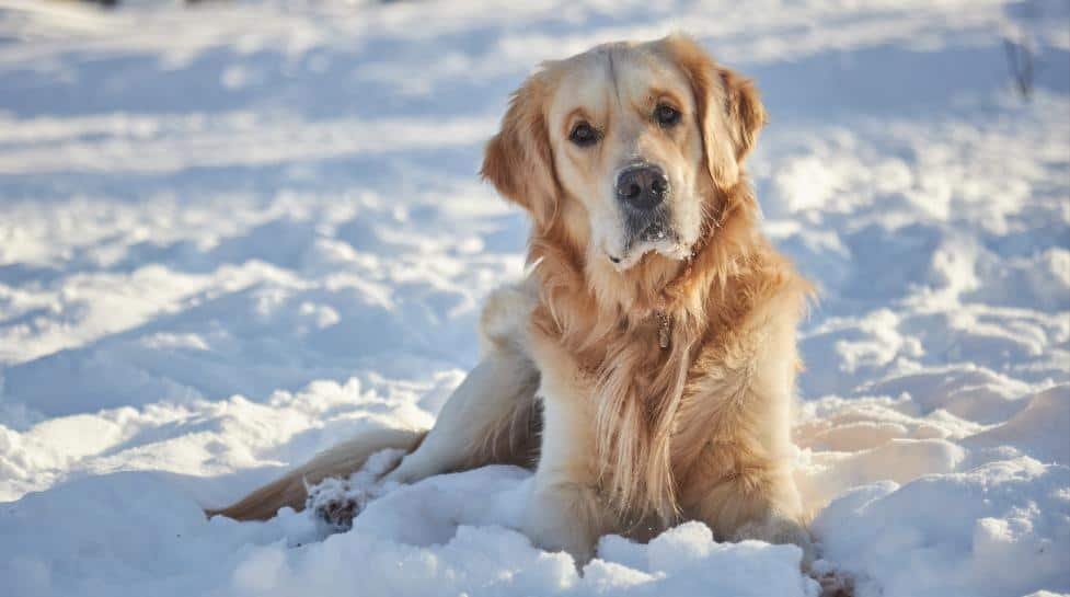 Why my dog is not eating in winter?
