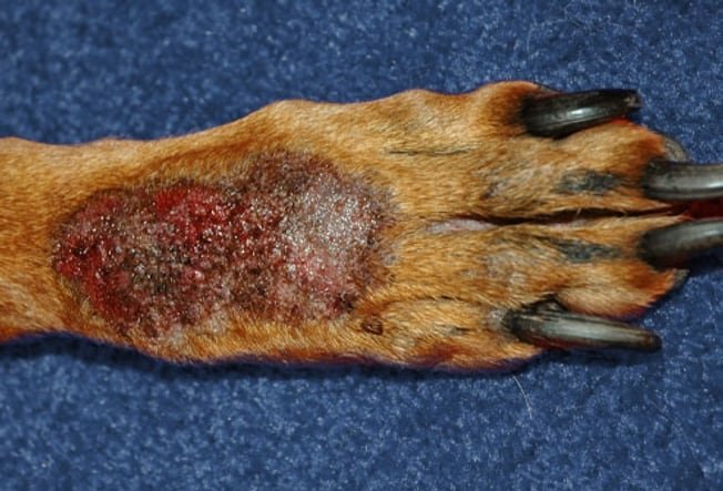  Acral lick Granuloma | skin disorders in dogs 