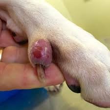 Dog Nail Disorders: Causes, Symptoms, types & Treatment