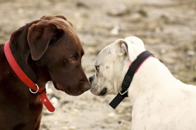 Nudging Dogs | communication dog body language
