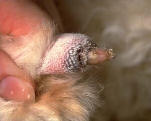Paronychia | dog nail disorders