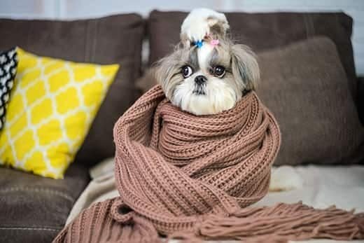 Why is my dog shivering or shaking? Causes and Treatments