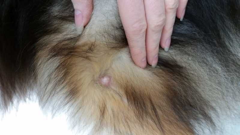 Skin Tumors | Dogs Skin Problems