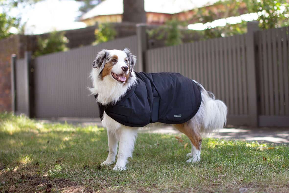 dog winter coat | dogsandbeauty