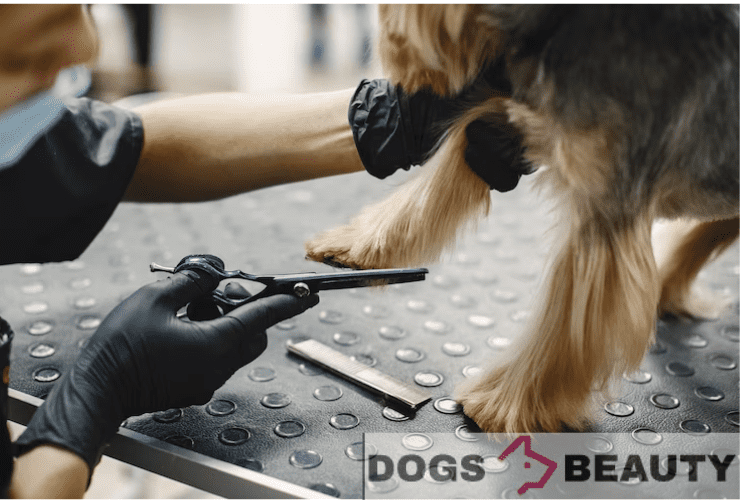 Trim Dog Nails: How to clip or trim dog nails safely | Helpful Tips