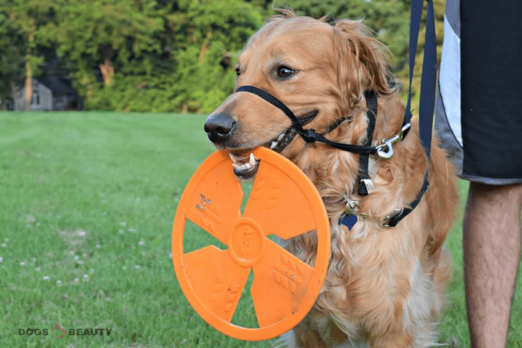 8 Best and Durable Frisbee for Dogs of 2023 | Flying Disc
