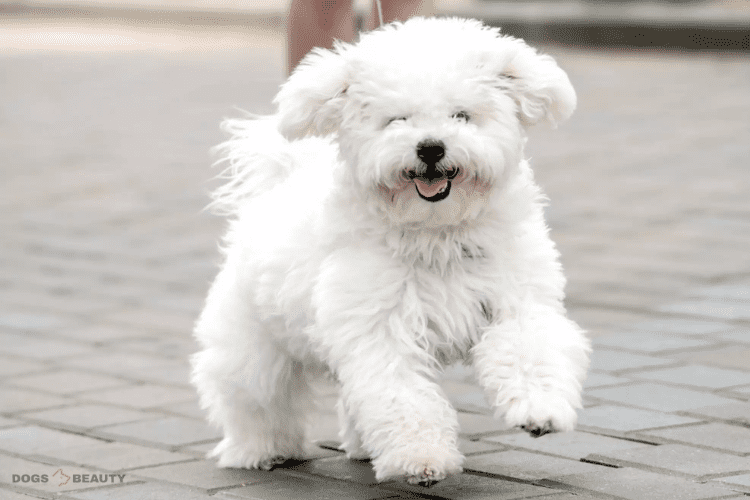 Haircut Styles for Dogs