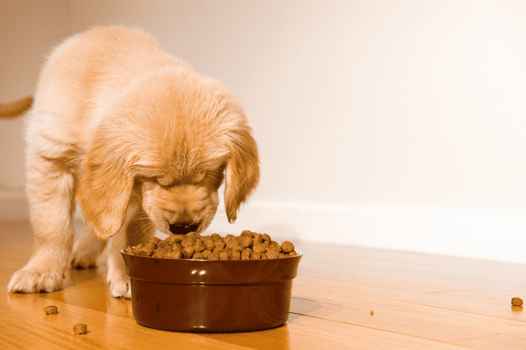 Doggy Food in Adult Stage (2-7 years)