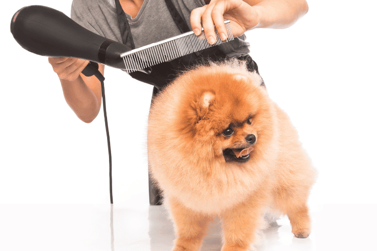 Desensitization Doggy Grooming