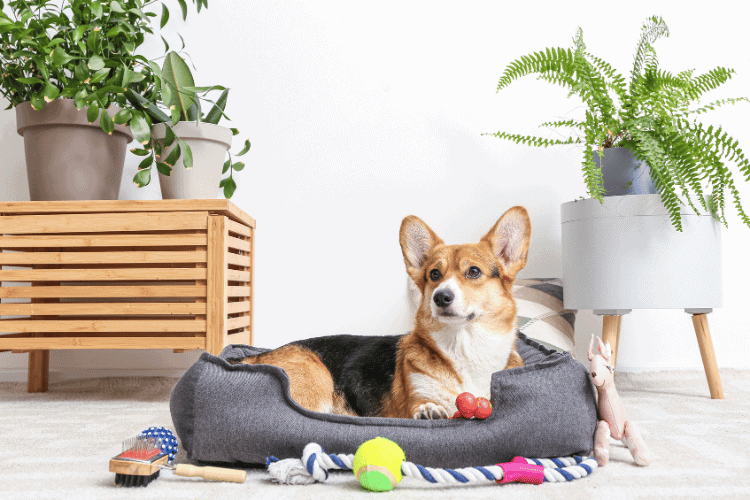 Prepare the Environment for doggy grooming