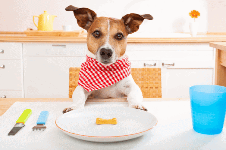Adopt a balanced and portion-controlled diet for Dogs Weight Loss