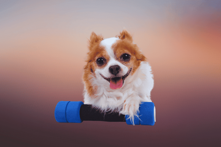 10 Effective Ways to Help Your Dogs Weight Loss