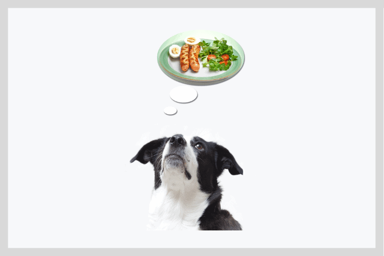 Dogs Smelling Sense: A Comprehensive Guide