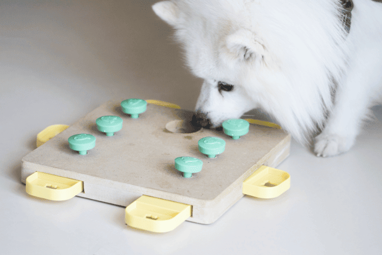 Use puzzle toys and treat-dispensing toys