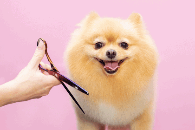 Grooming Tips for Dogs Double Coat