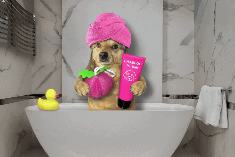 Dogs Best Shampoo