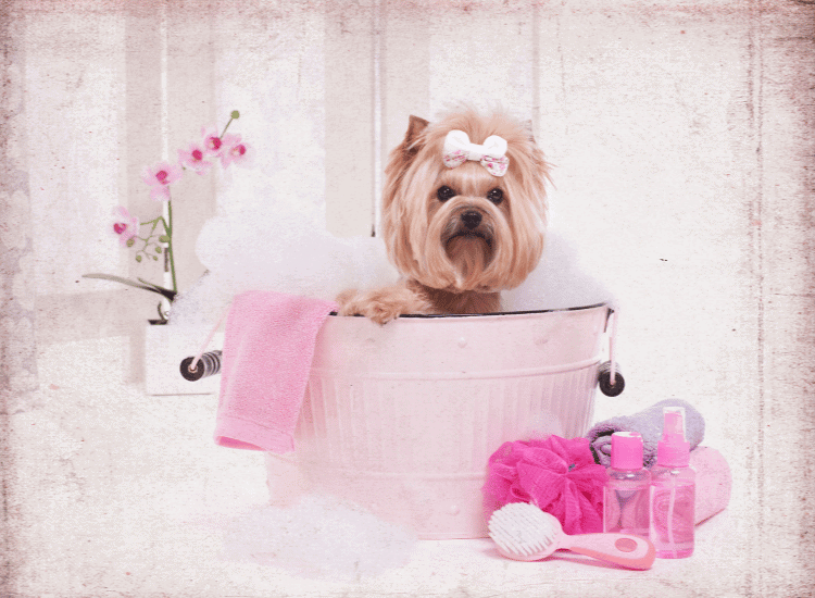 Creating a Relaxing Dog Day Spa Experience: Ultimate Guide 2023