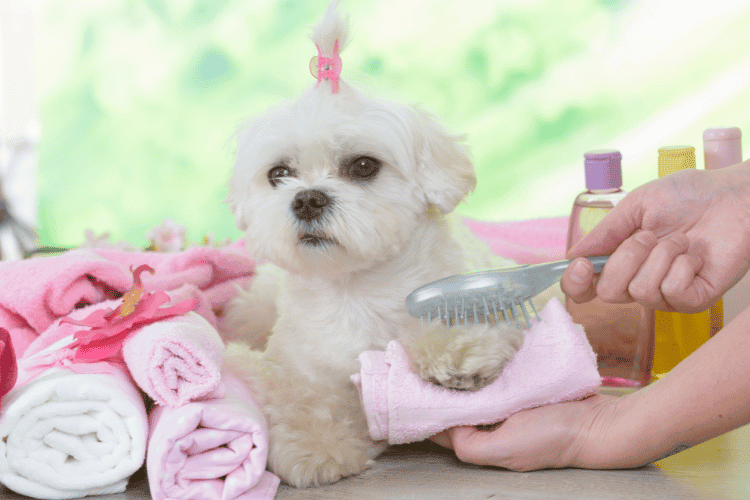 Dog Spa Trends of 2023: Unleashing Luxury for Canine Companion