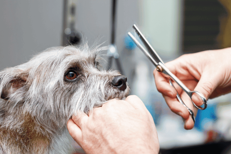 How to Properly Use Dog Grooming Shears for a Perfect Cut?