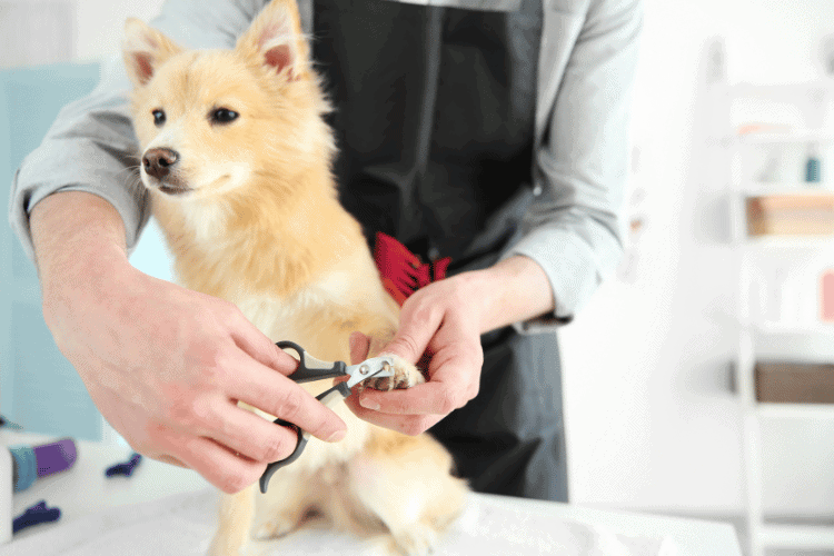 Nipping Nasty Nails - Dog Grooming Shears