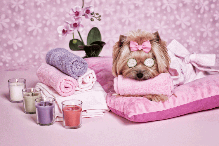 The Importance of Dog Spa