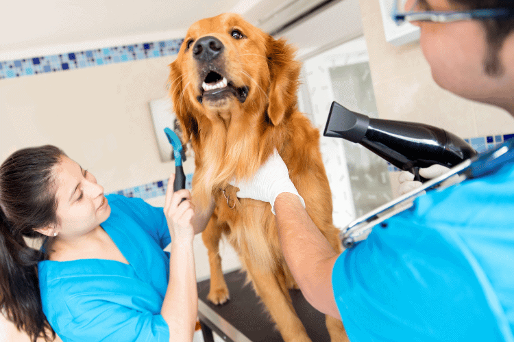 Dog Hair Pampering Beyond Beauty