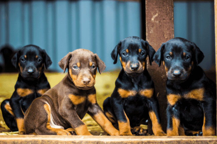 European Doberman Pups Coat Colors